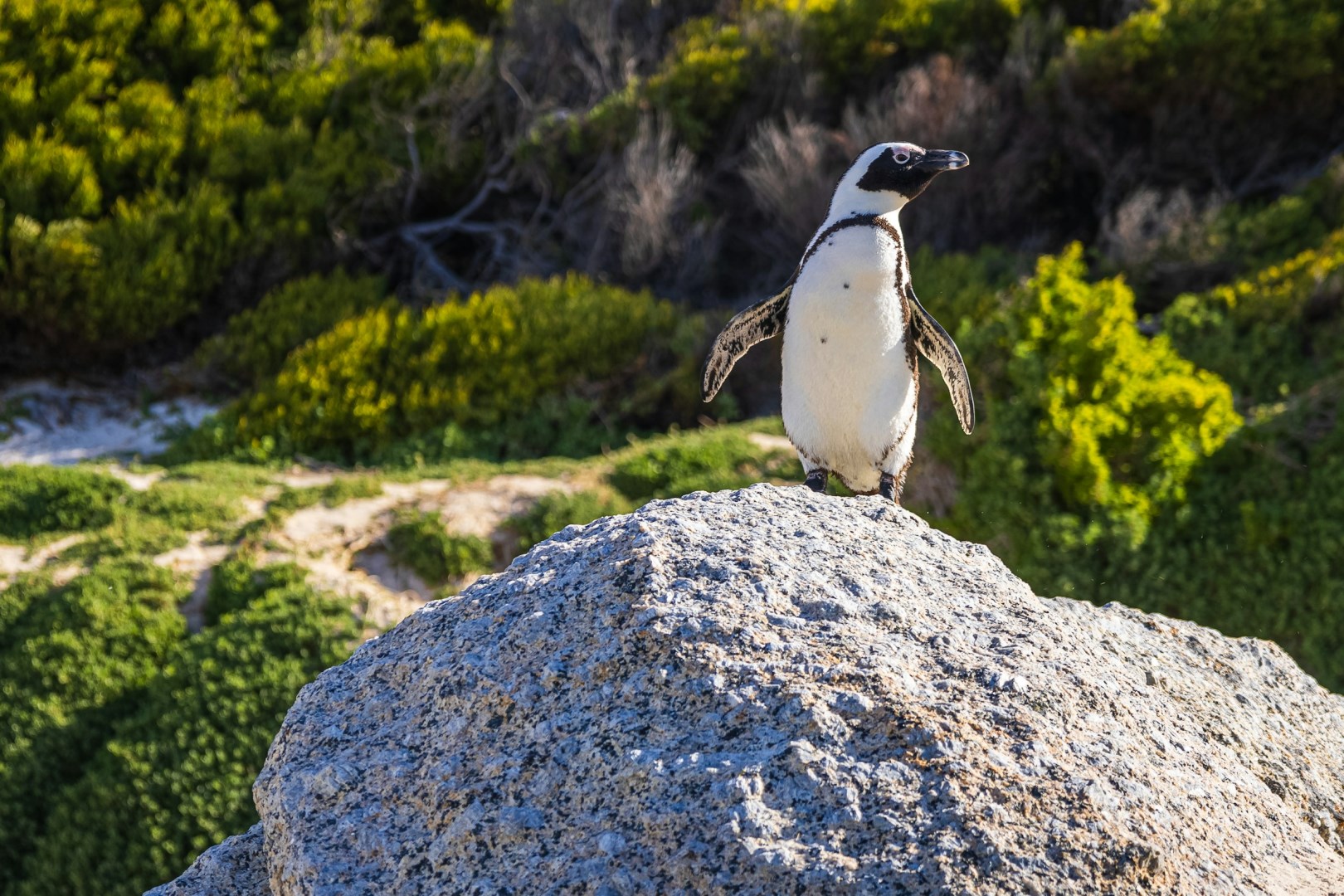 Boulders Beach - Photo Credit: Photo by Martijn Vonk on Unsplash