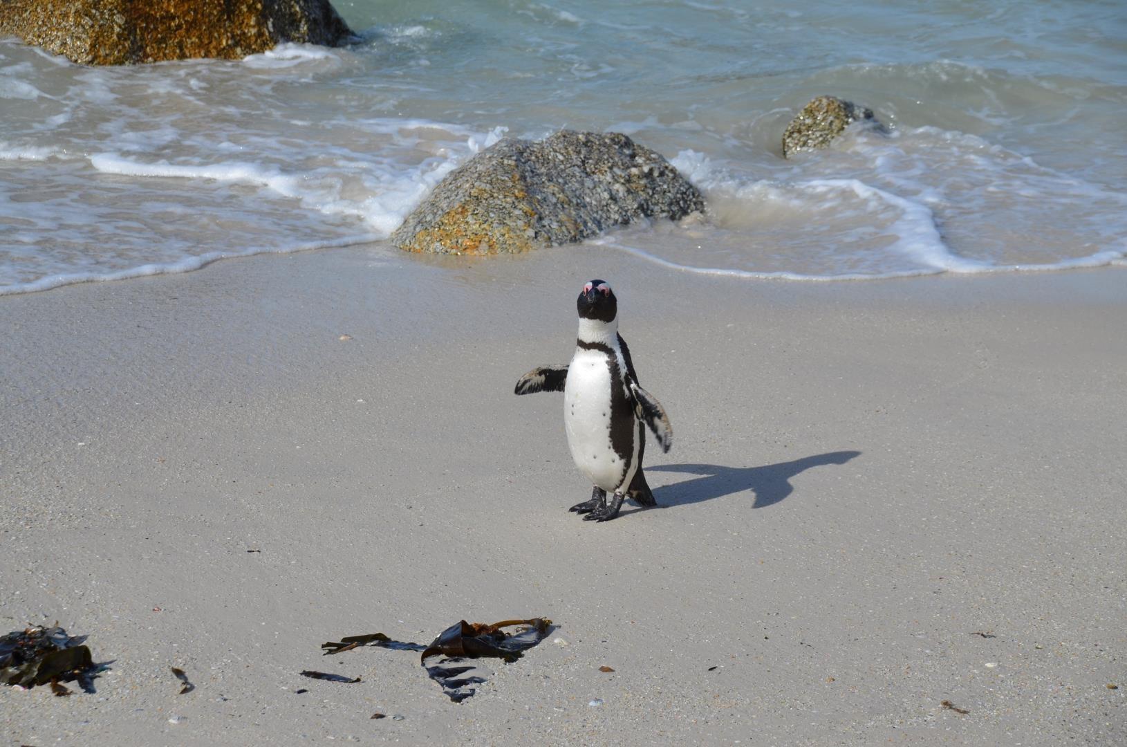 Penguin at Boulders Beach Penguin at Boulders Beach - Photo Credit: Samet Kasik