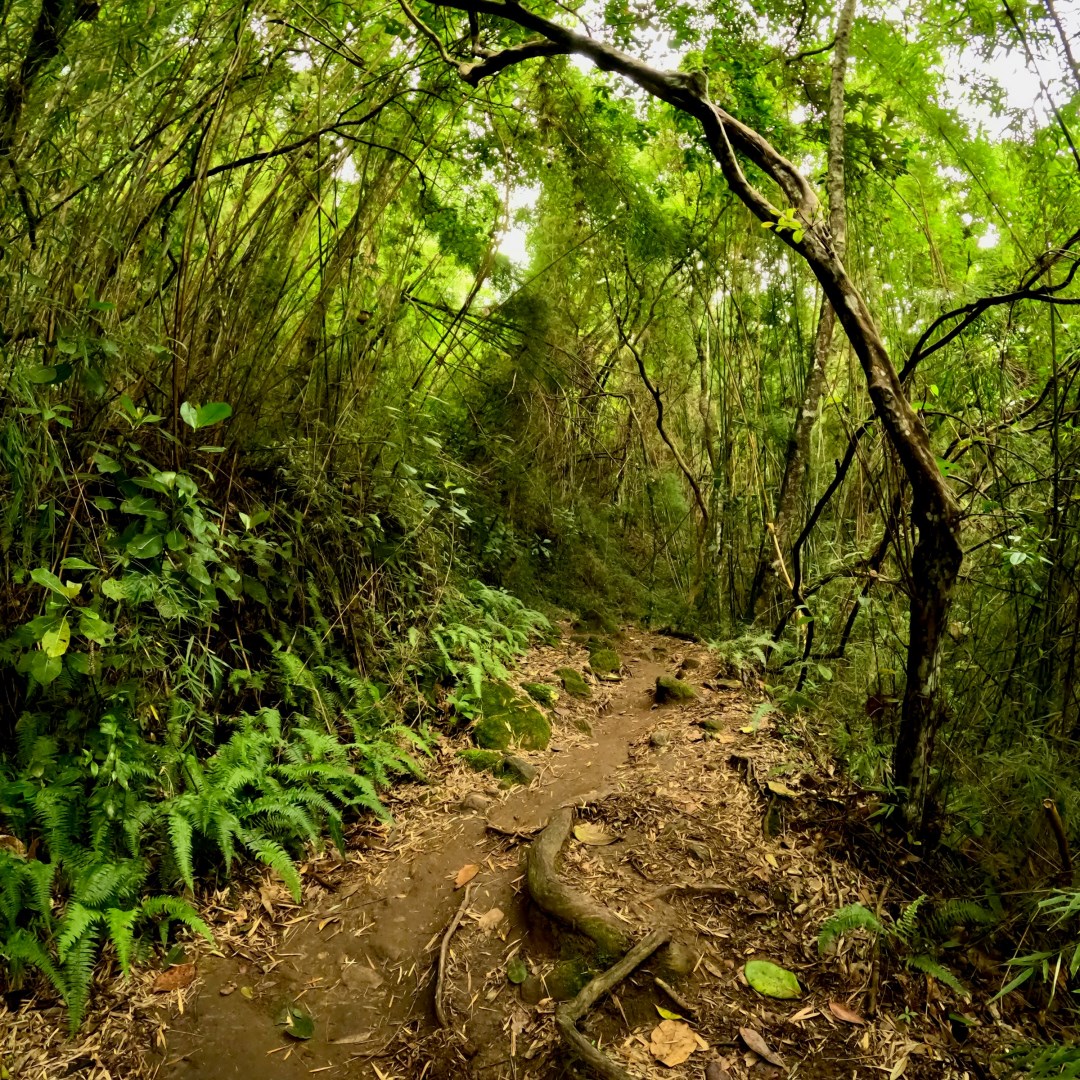 Sabas Nieves in El Ávila National Park - Photo Credit: Photo by Edgardo Ibarra on Unsplash
