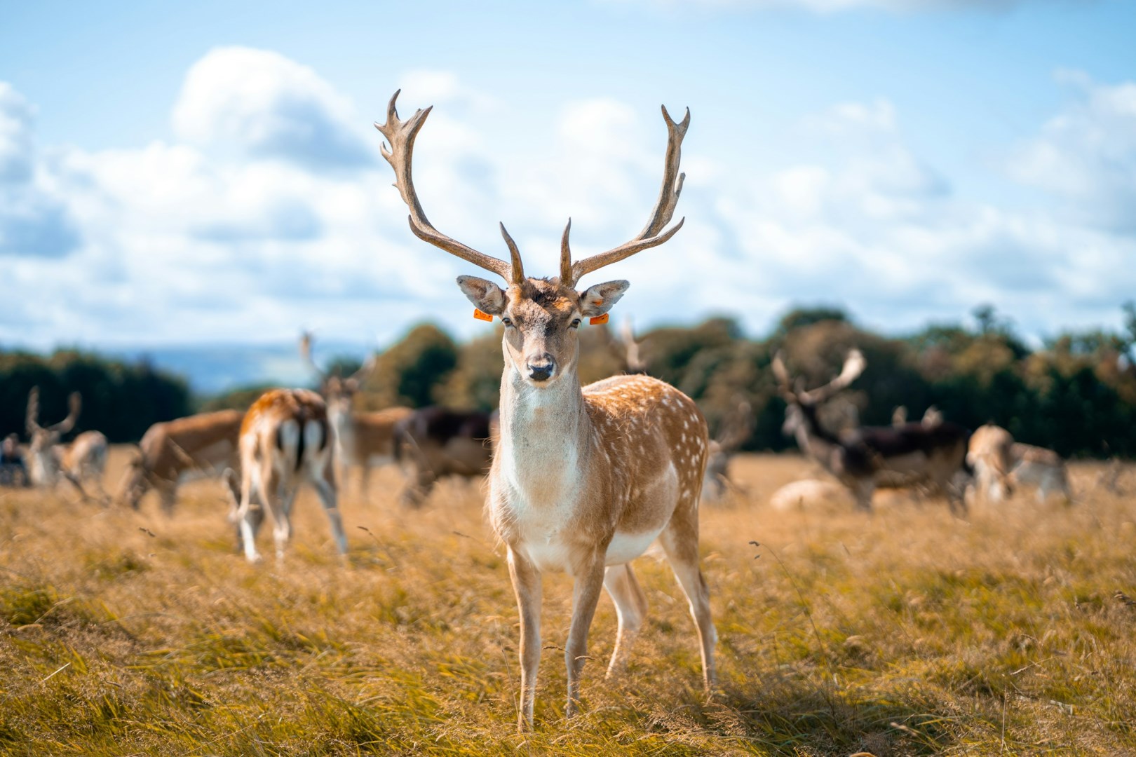 Deer at Phoenix Park - Photo Credit: Photo by Terry Ling on Unsplash