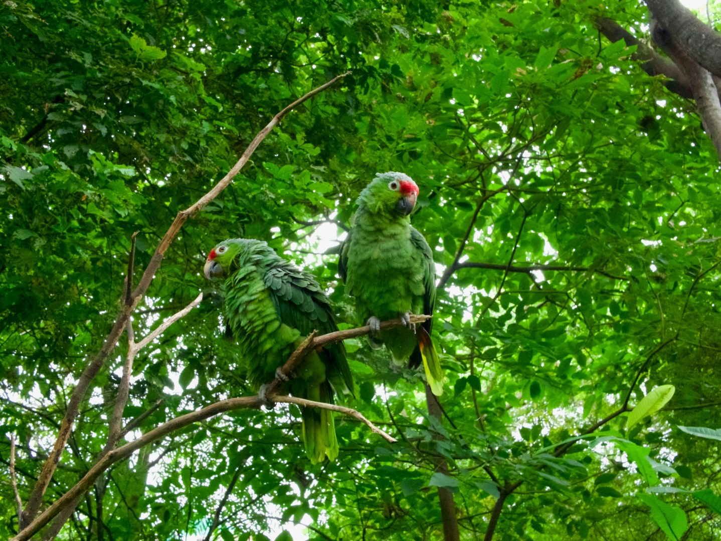 Parrots - Photo Credit: Photo by Ryk Porras on Unsplash