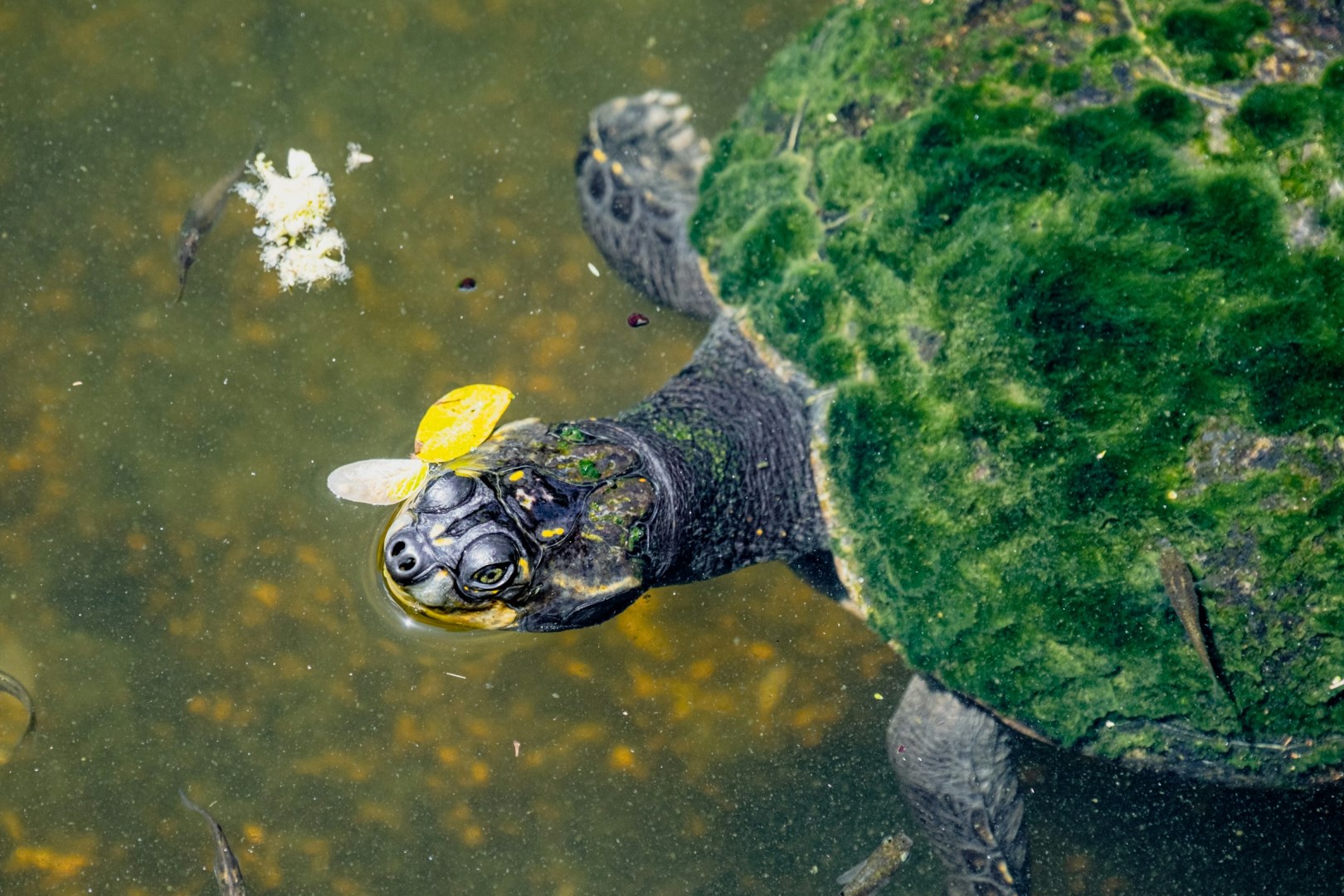 Honolulu Zoo - Photo Credit: Photo by Alan Rodriguez on Unsplash