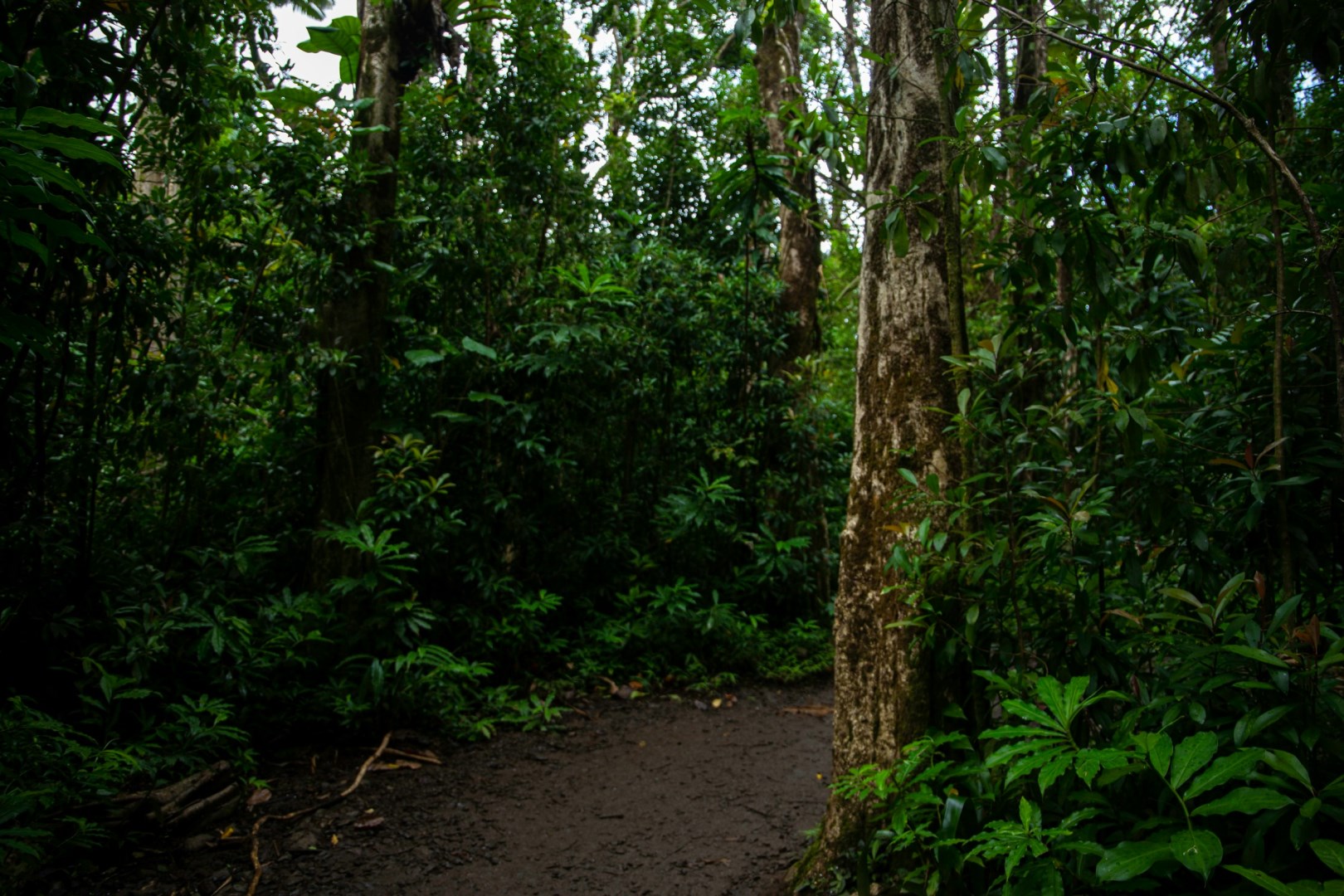 Manoa Falls Trail - Photo Credit: Photo by Walter Martin on Unsplash