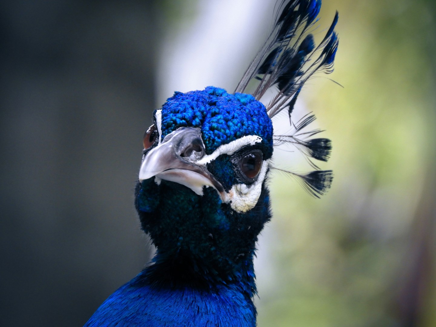 KL Bird Park, Perdana Botanical Gardens - Photo Credit: Photo by Ira on Unsplash