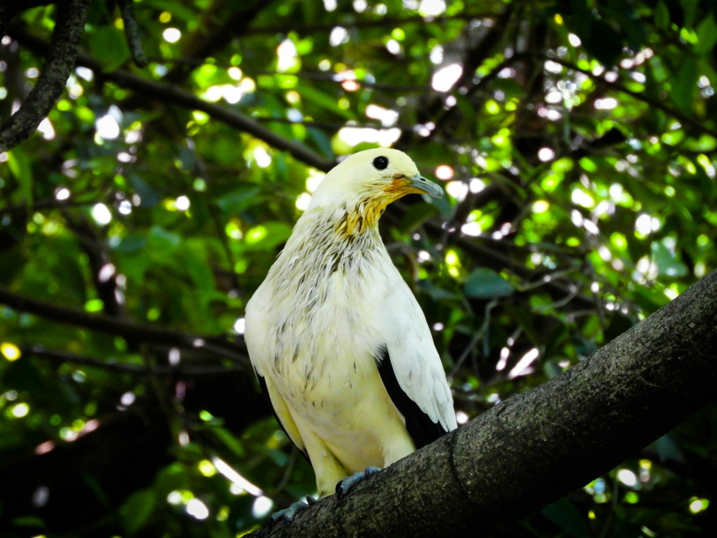KL Bird Park, Perdana Botanical Gardens - Photo Credit: Photo by Ira on Unsplash
