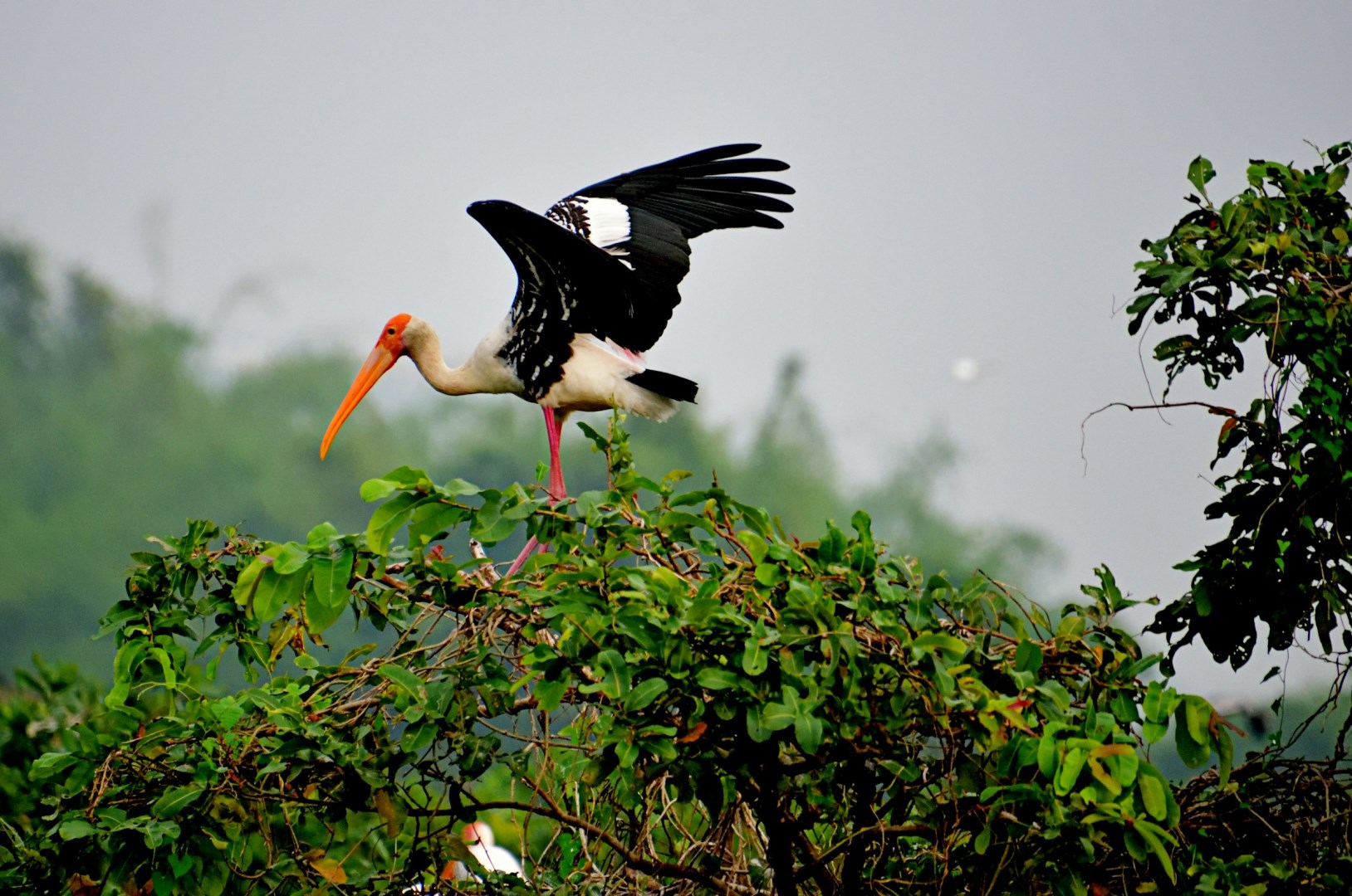 Painted stork - Photo Credit: Photo by Srinivasan Venkataraman on Unsplash