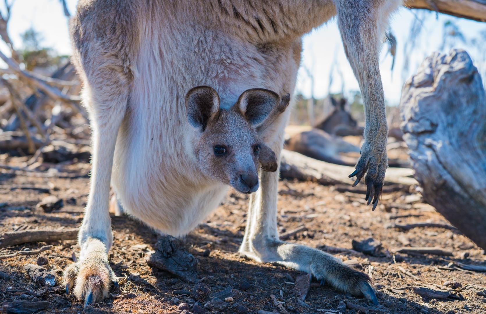 Kangaroo and joey in Melbourne, Australia - Photo Credit: Ethan Brooke