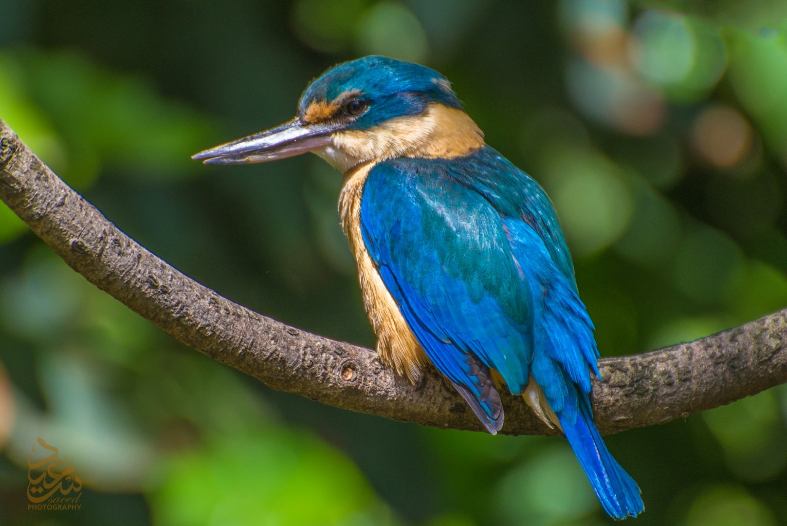  Photo Credit: Photo by Saeed Lajami on Unsplash