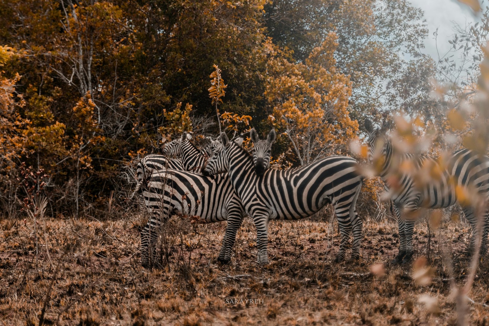  Photo Credit: Photo by Abdelrahman Sarayreh on Unsplash