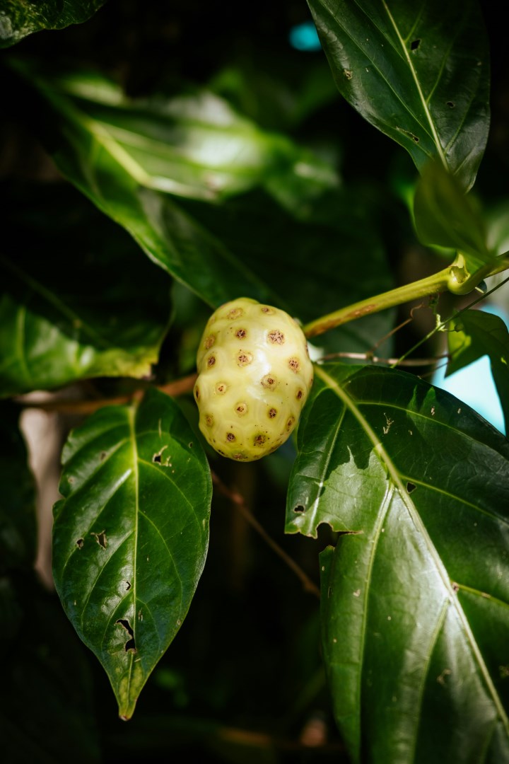 Noni Fruit - Photo Credit: Photo by Localize on Unsplash