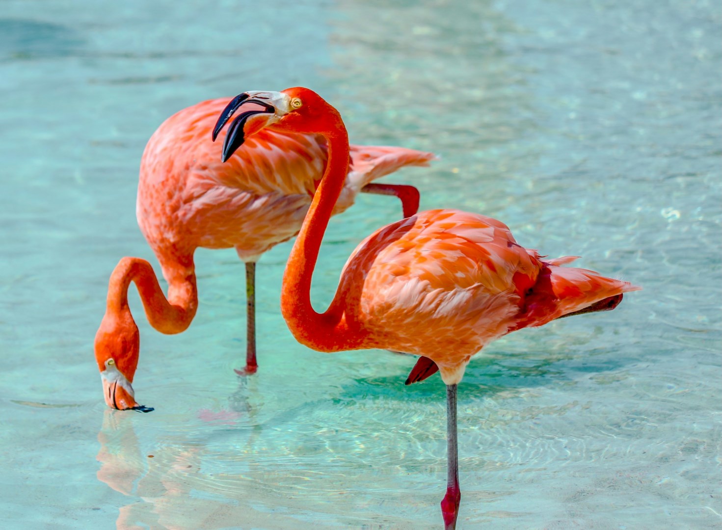 Flamingos - Photo Credit: Photo by Lex Melony on Unsplash