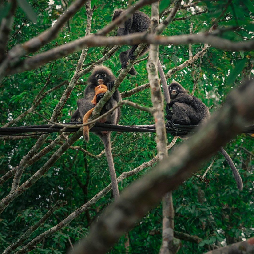 Penang Botanical Gardens - Photo Credit: Photo by James Thornton on Unsplash