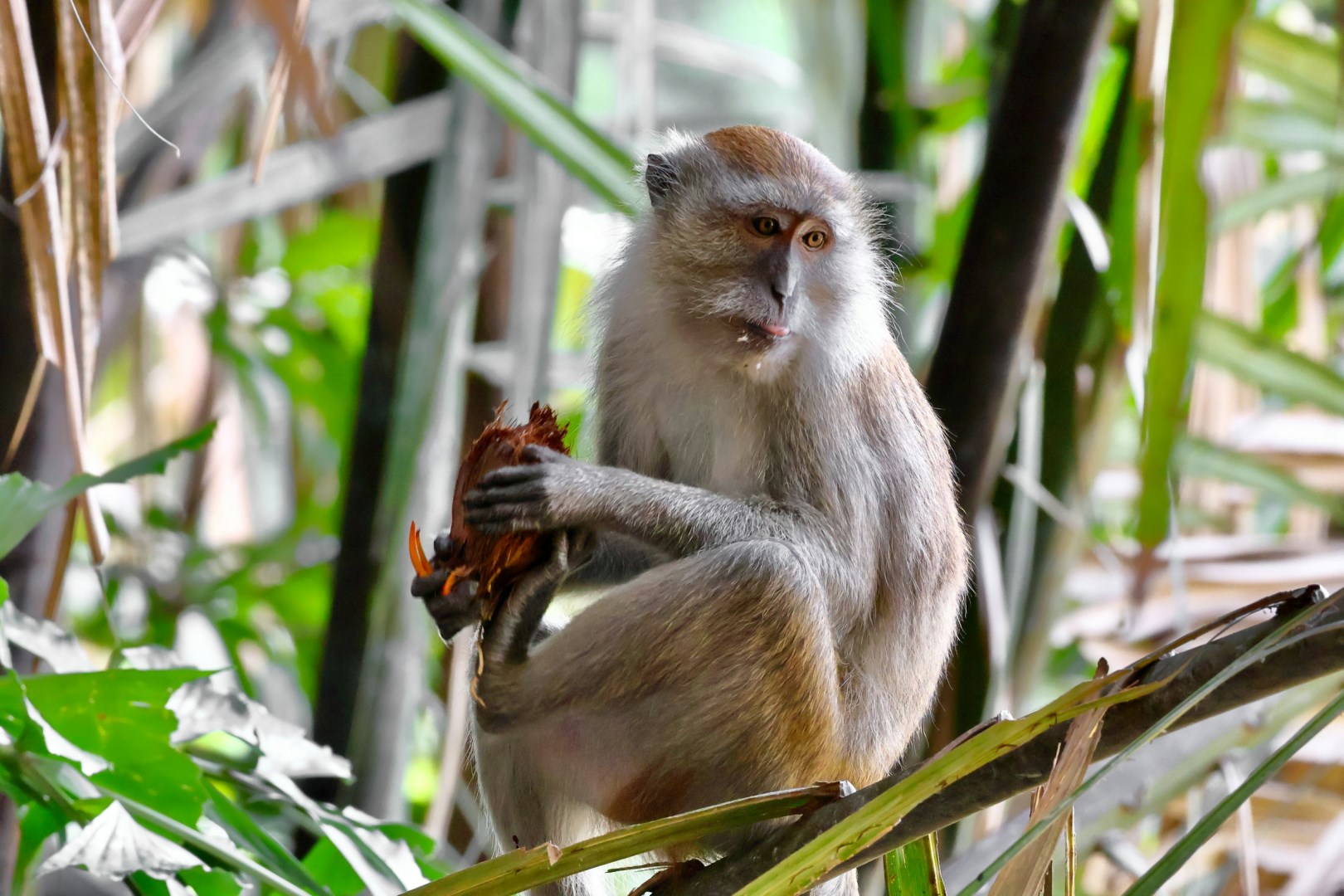 Crab-eating macaque at Air Hitam Dalam Educational Forest - Photo Credit: Photo by You Le on Unsplash