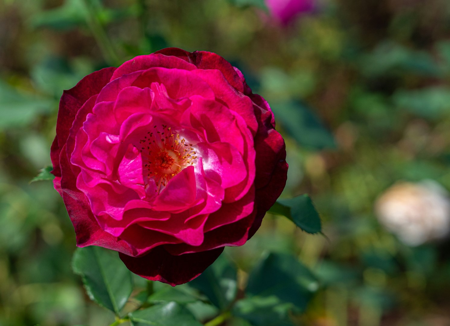 International Rose Test Garden - Photo Credit: Photo by Richard Hedrick on Unsplash