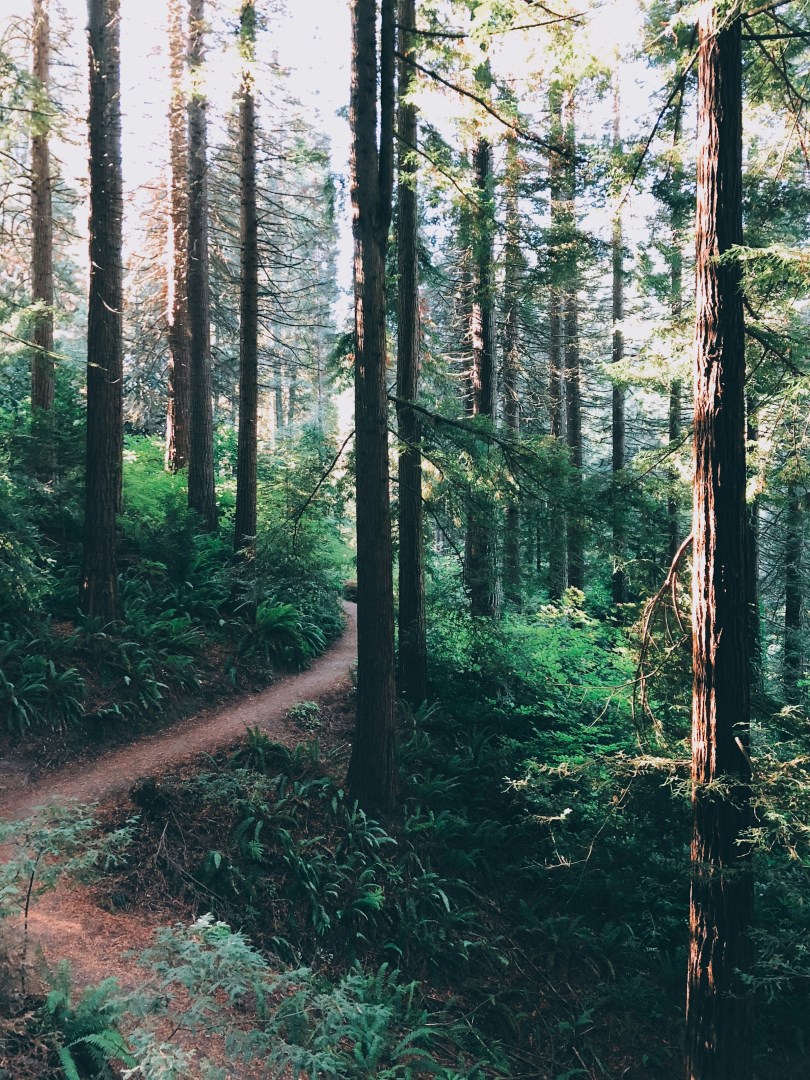 Wildwood Trail - Photo Credit: Photo by Nick de Partee on Unsplash
