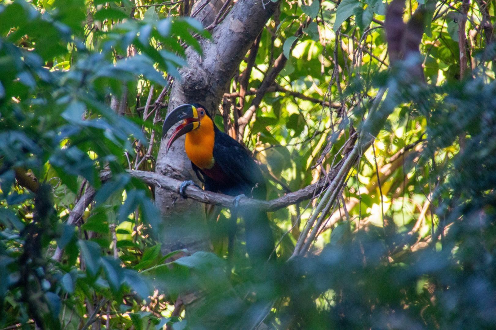 Toucan in Tijuca National Park Toucan in Tijuca National Park - Photo Credit: Felipe Vieira