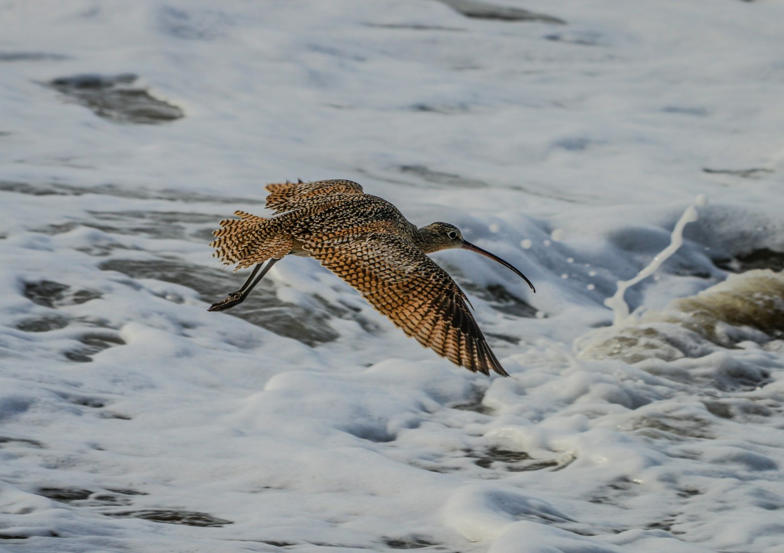 Long-billed Curlew, Marshall's Beach - Photo Credit: Photo by Tyke Jones on Unsplash
