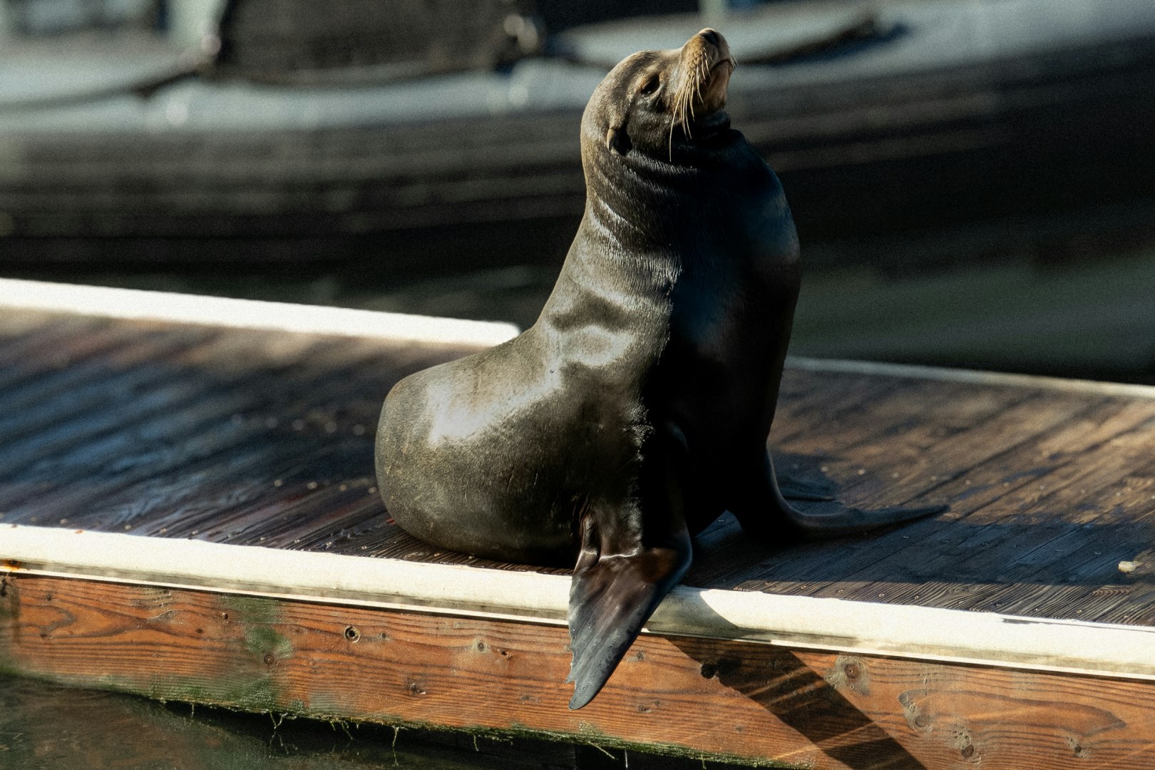 Pier 39 - Photo Credit: Photo by Kayl Photo on Unsplash