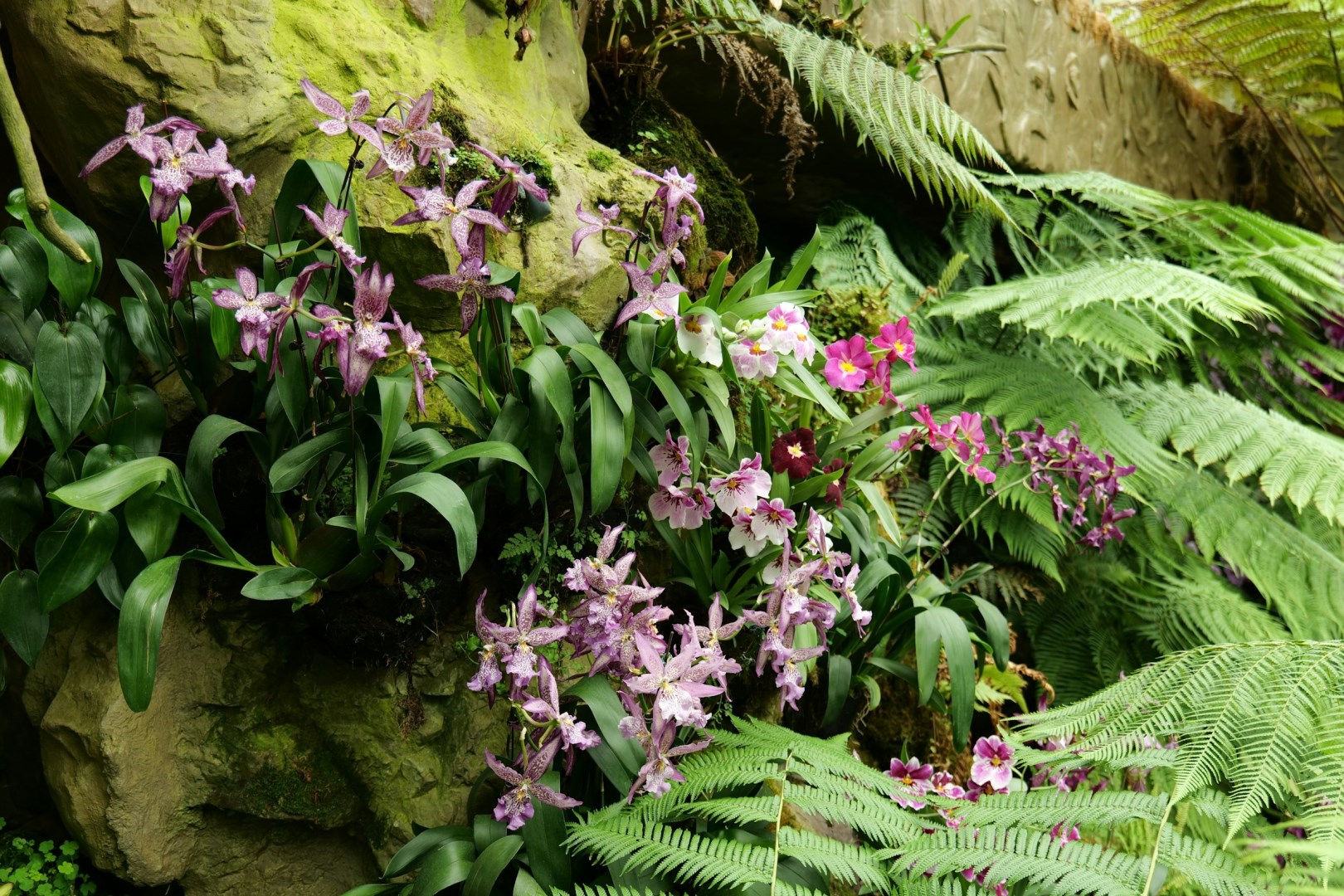 National Orchid Garden - Photo Credit: Photo by summertrain on Unsplash