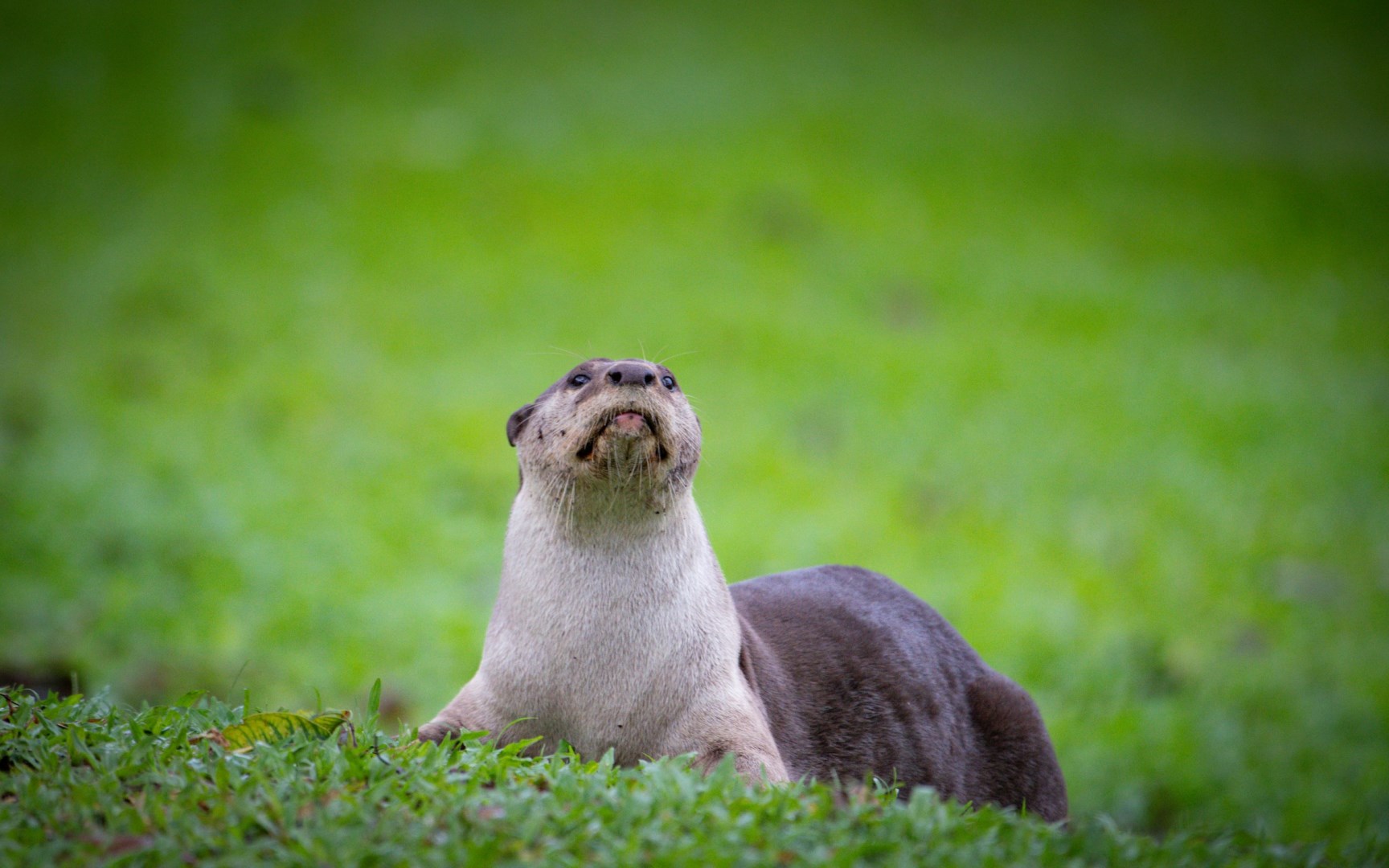 smooth-coated otter - Photo Credit: Photo by Udara Karunarathna on Unsplash