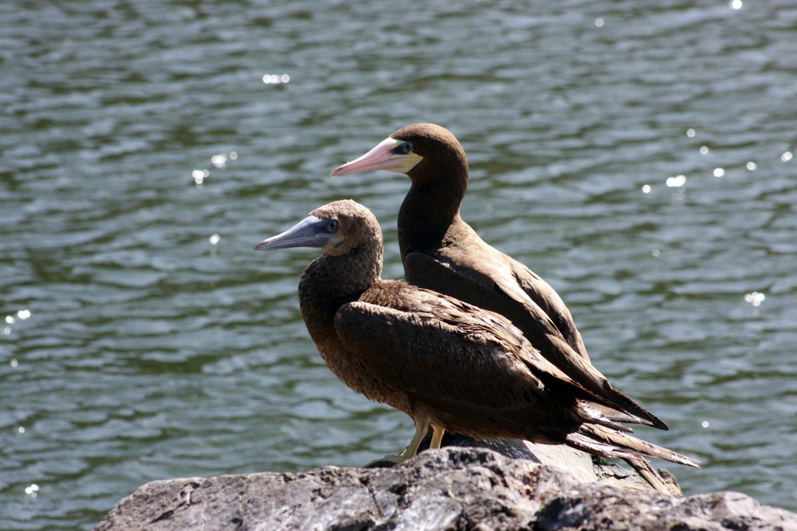 Two Brown Boobies - Photo Credit: Photo by Karl Callwood on Unsplash