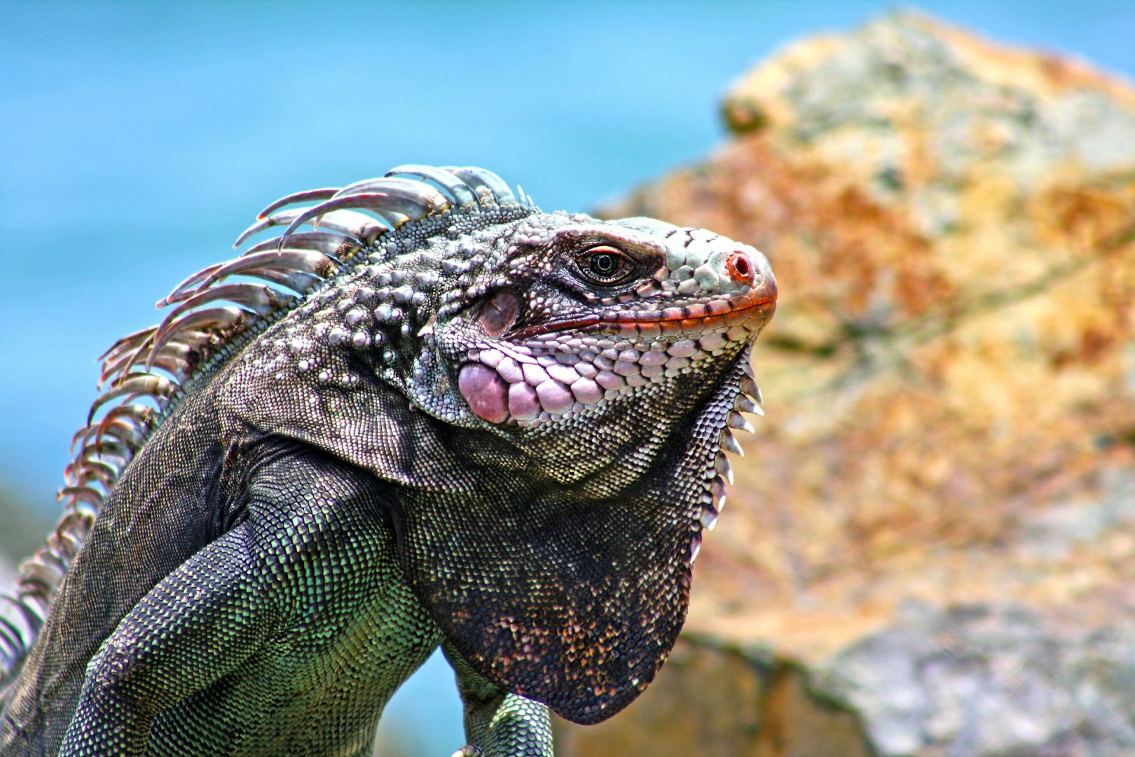 Iguana - Photo Credit: Photo by Karl Callwood on Unsplash