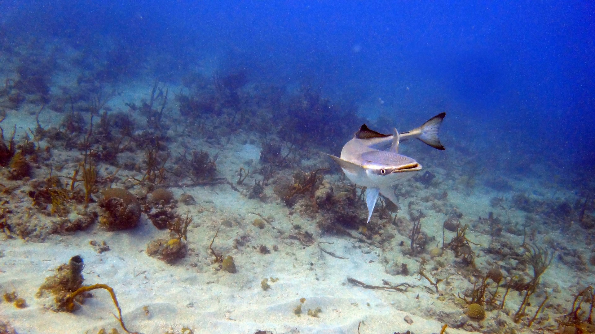 Remora - Photo Credit: Photo by Karl Callwood on Unsplash