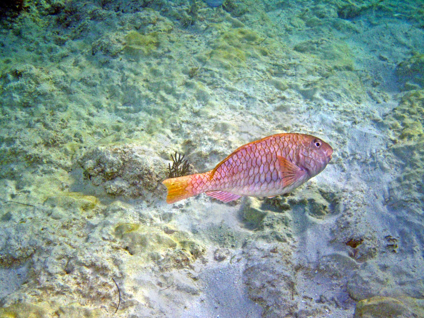 ellowtail Parrotfish - Photo Credit: Photo by Karl Callwood on Unsplash