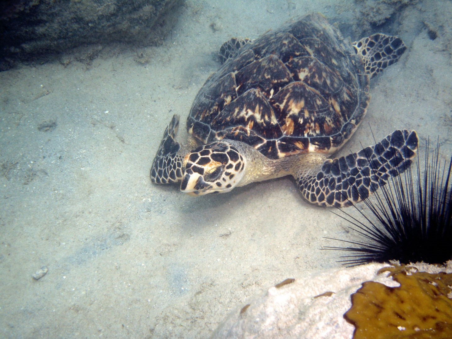 Hawksbill Sea turtle - Photo Credit: Photo by Karl Callwood on Unsplash