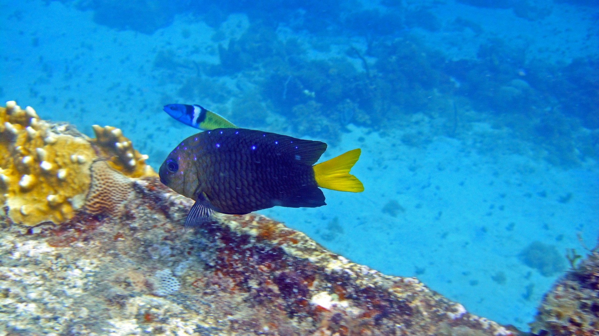 Yellowtail Damselfish - Photo Credit: Photo by Karl Callwood on Unsplash