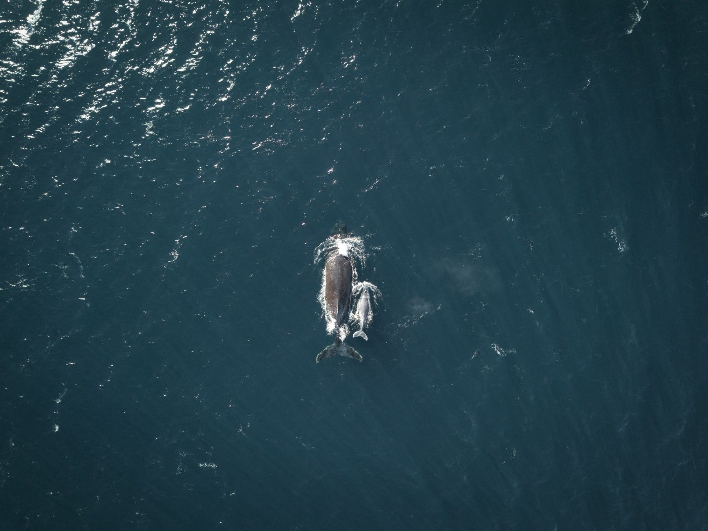 Whale - Photo Credit: Photo by Will Turner on Unsplash