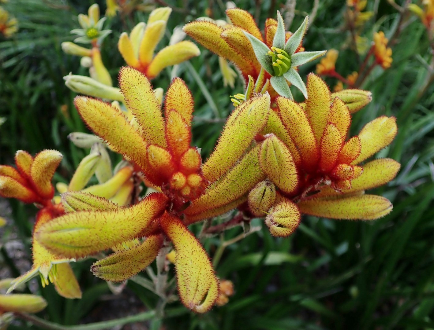 Kangaroo Paw - Photo Credit: Photo by Don Ricardo on Unsplash