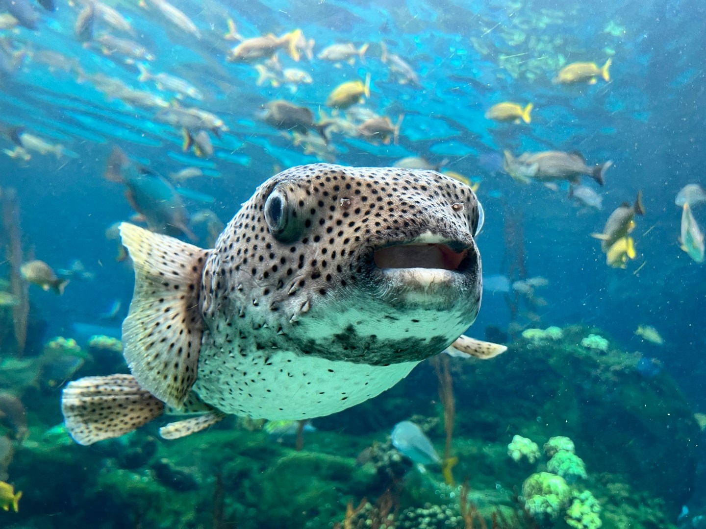 Florida Aquarium - Photo Credit: Photo by Kevin Gilleard on Unsplash