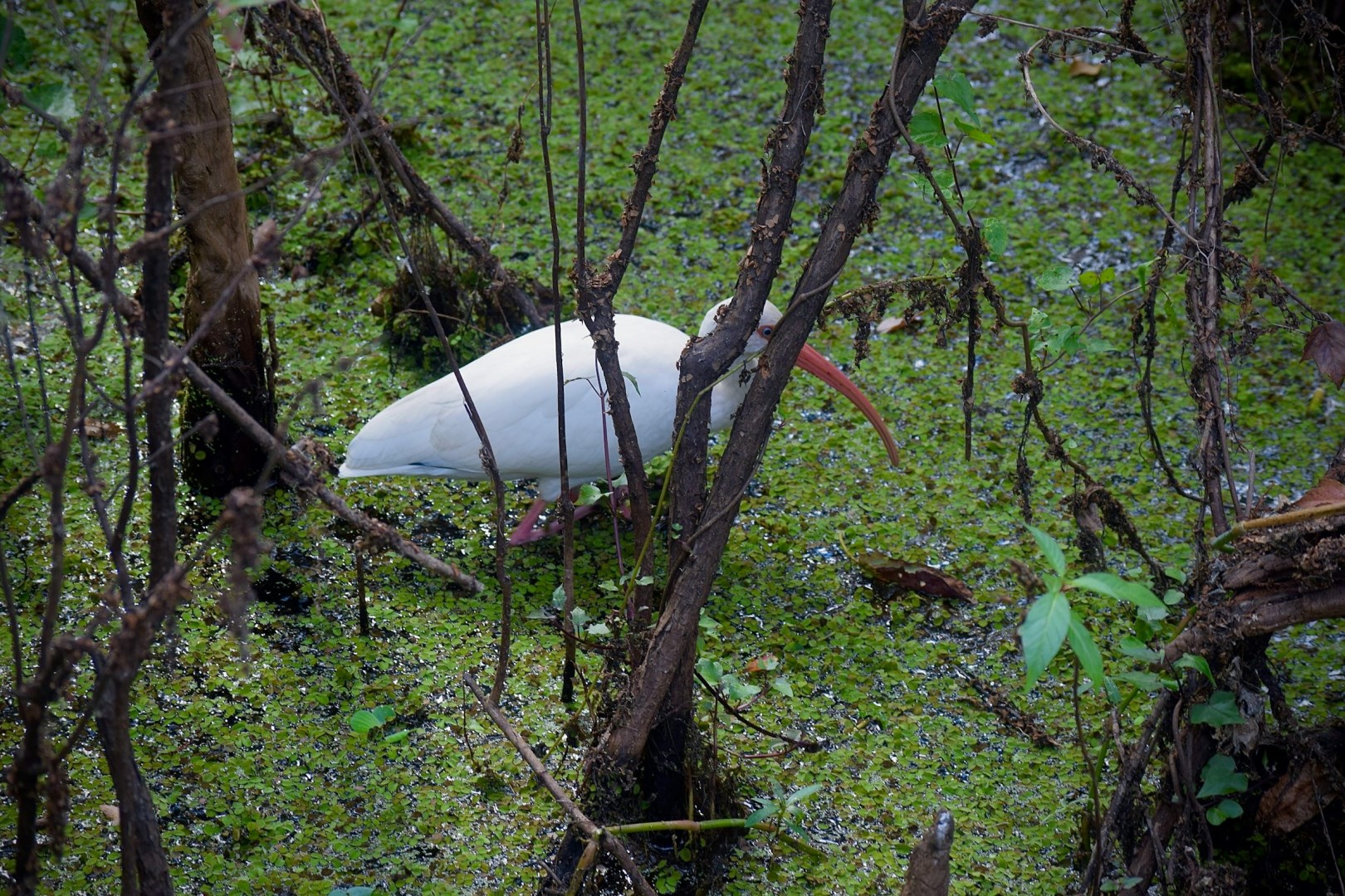 Lettuce Lake Conservation Park - Photo Credit: Photo by Praswin Prakashan on Unsplash