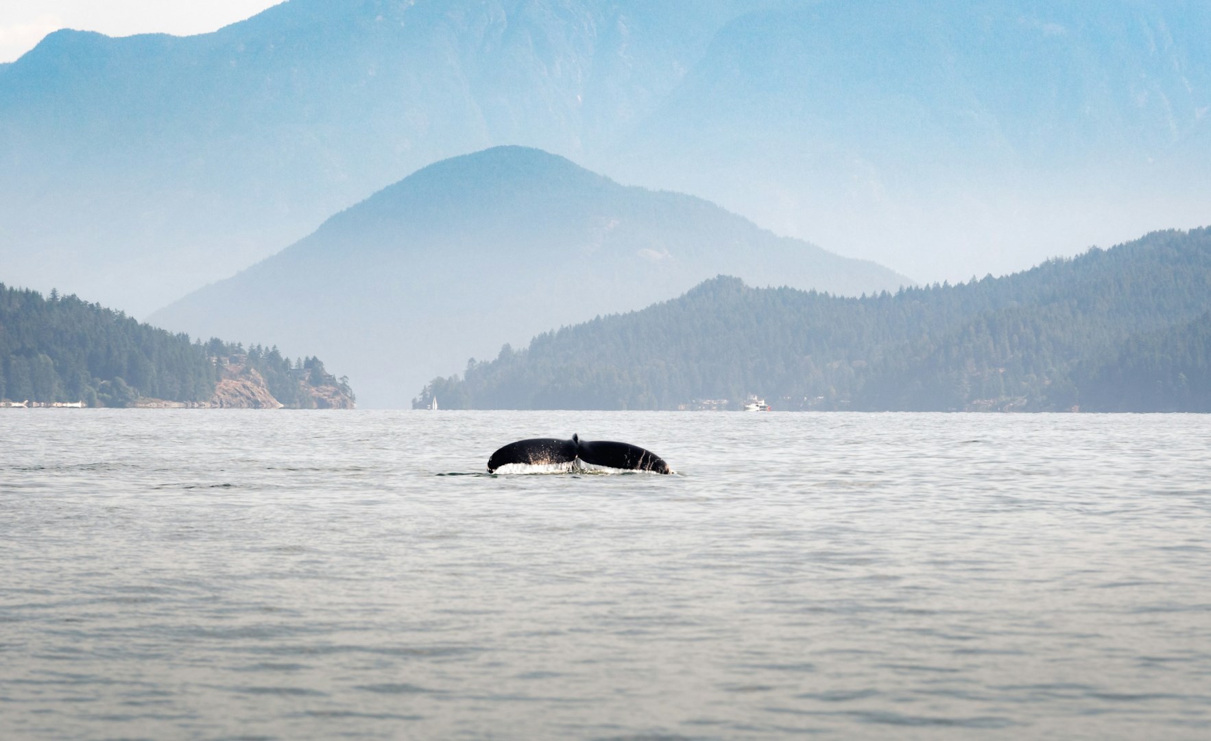 Humpback Whale - Photo Credit: Photo by Luc Tribolet on Unsplash