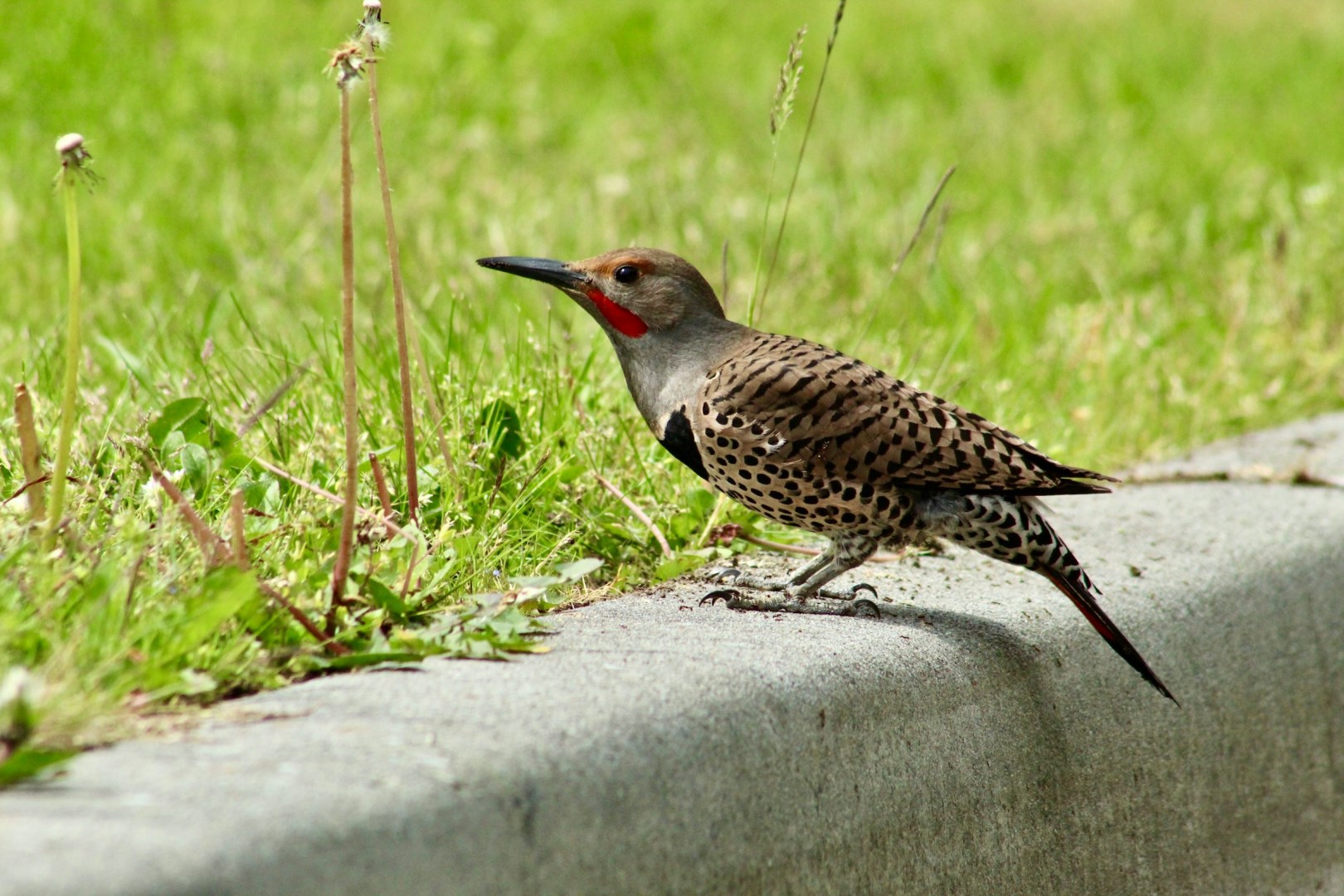 Red-shafted Northern Flicker - Photo Credit: Photo by Ana Karla Parra on Unsplash