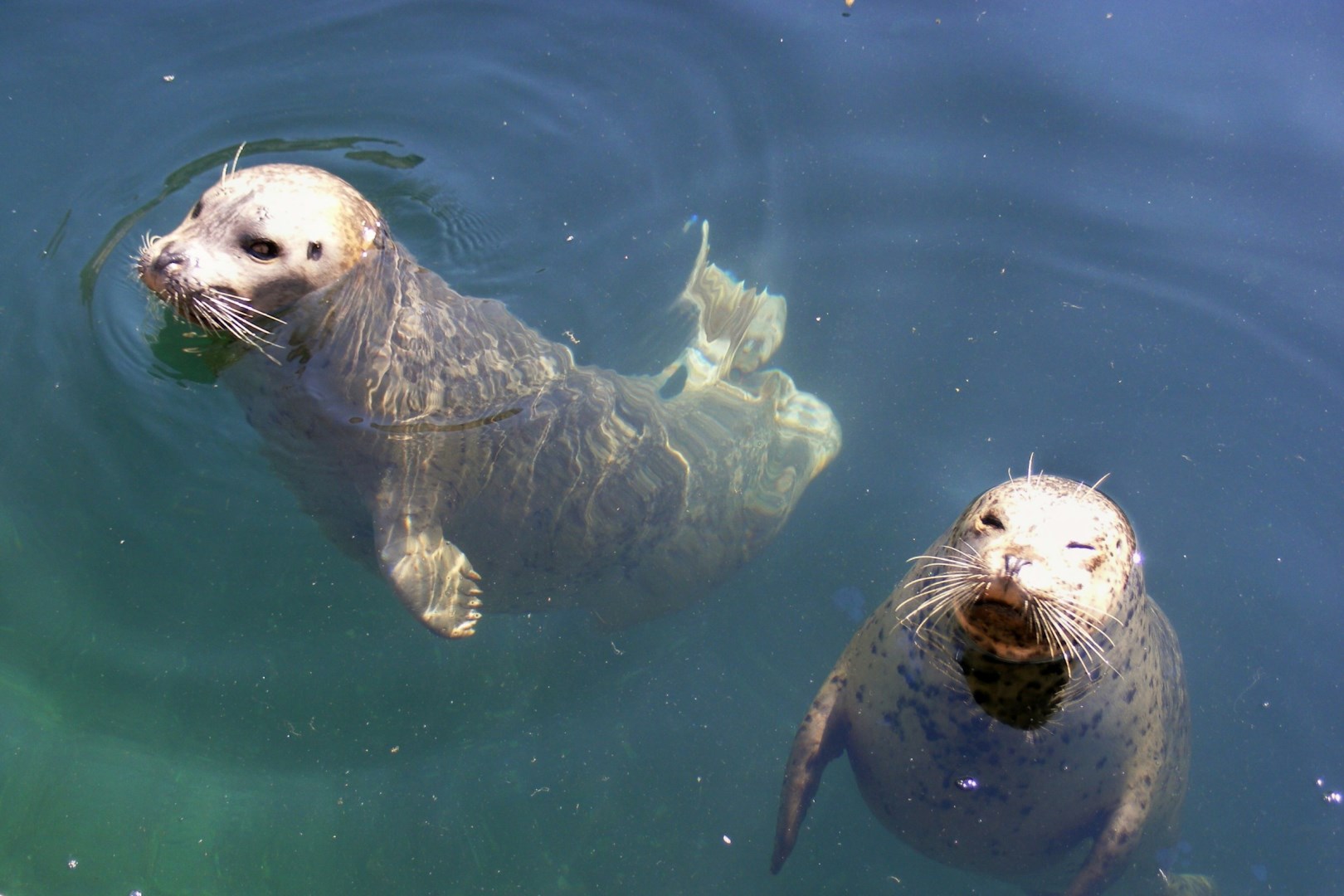 Harbor seals - Photo Credit: Photo by Mark Raptapolus on Unsplash