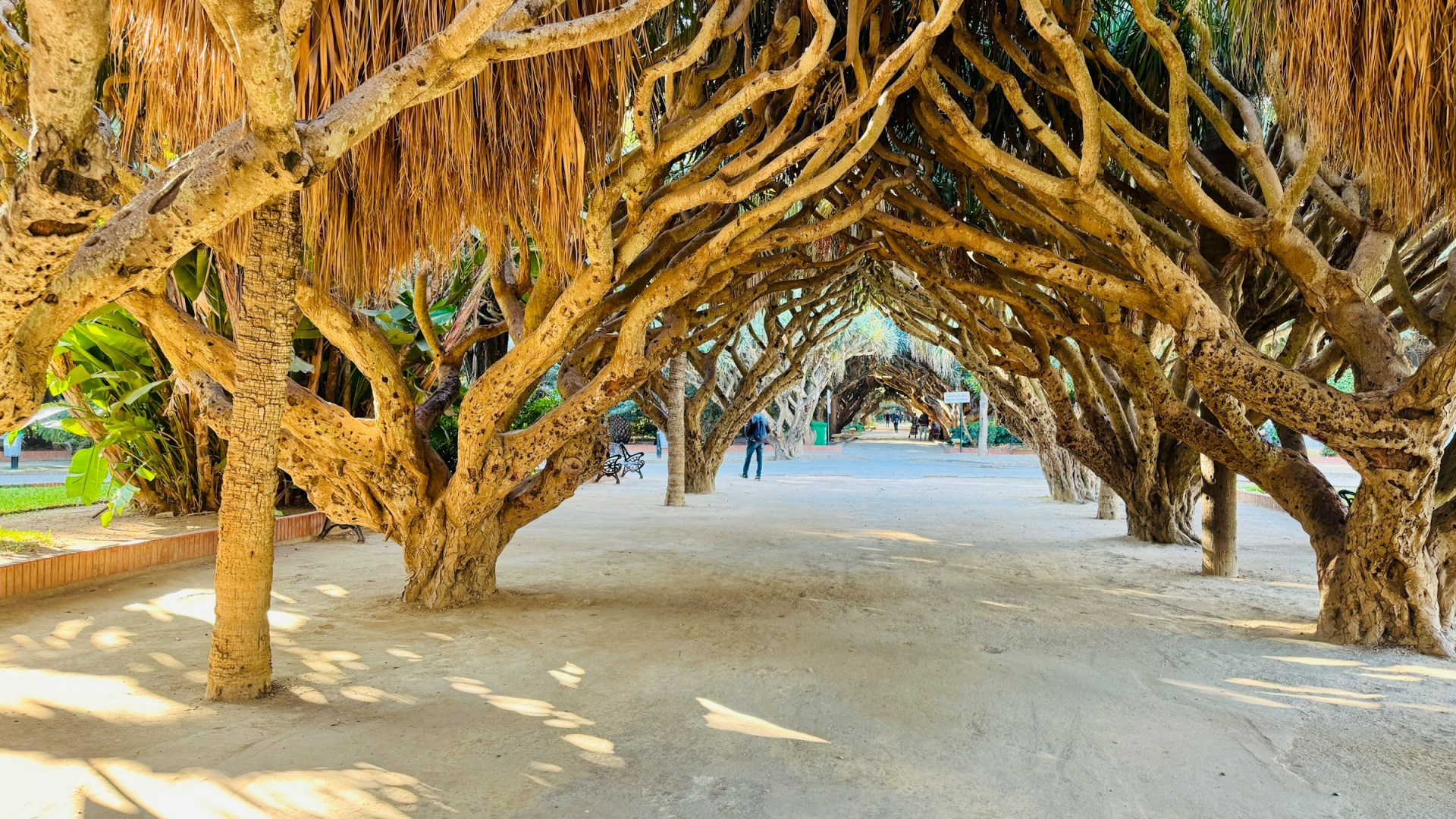 Jardin d'Essai du Hamma - Photo Credit: Photo by Azzedine Rouichi on Unsplash