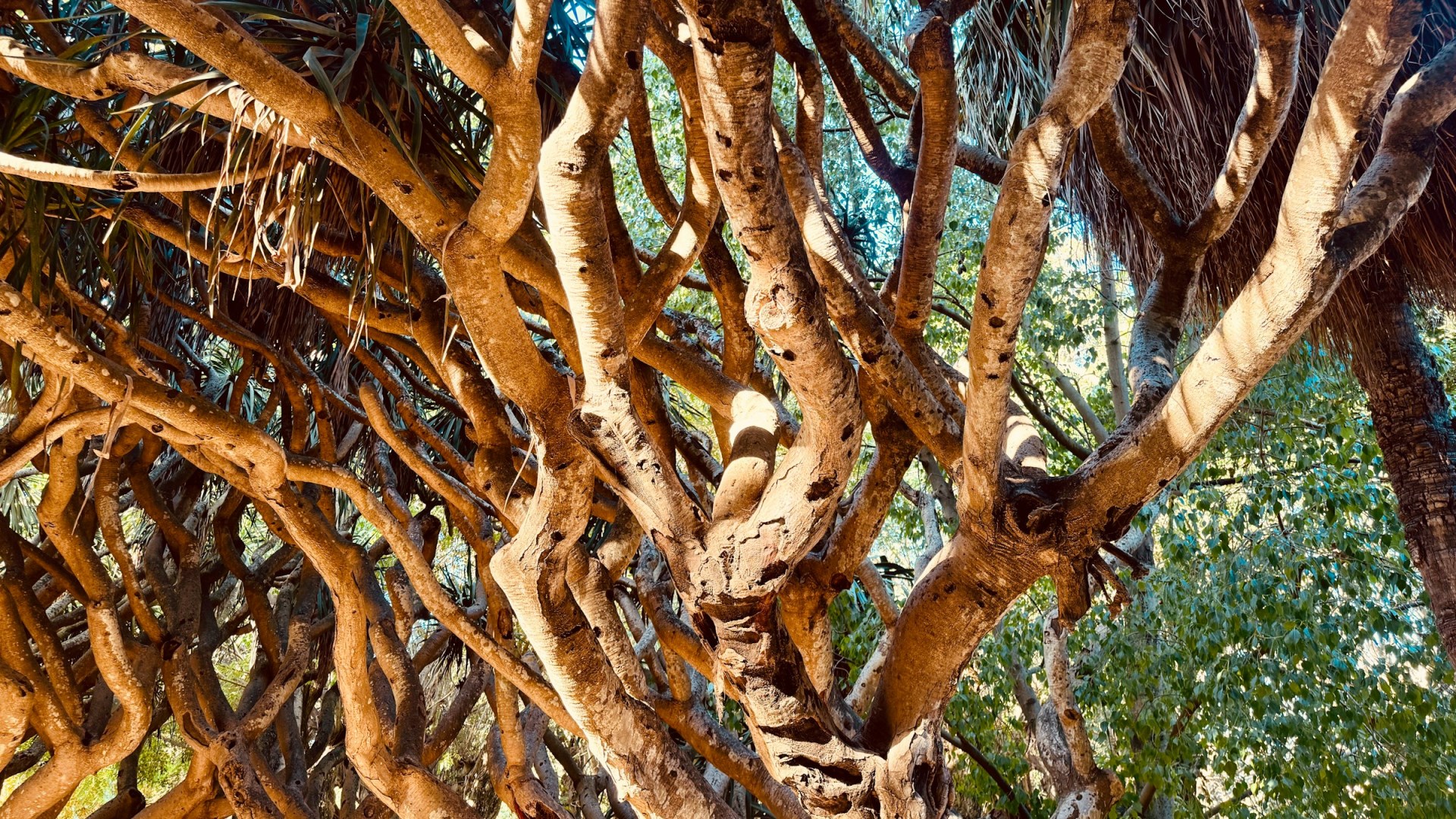 Jardin d'Essai du Hamma - Photo Credit: Photo by Azzedine Rouichi on Unsplash