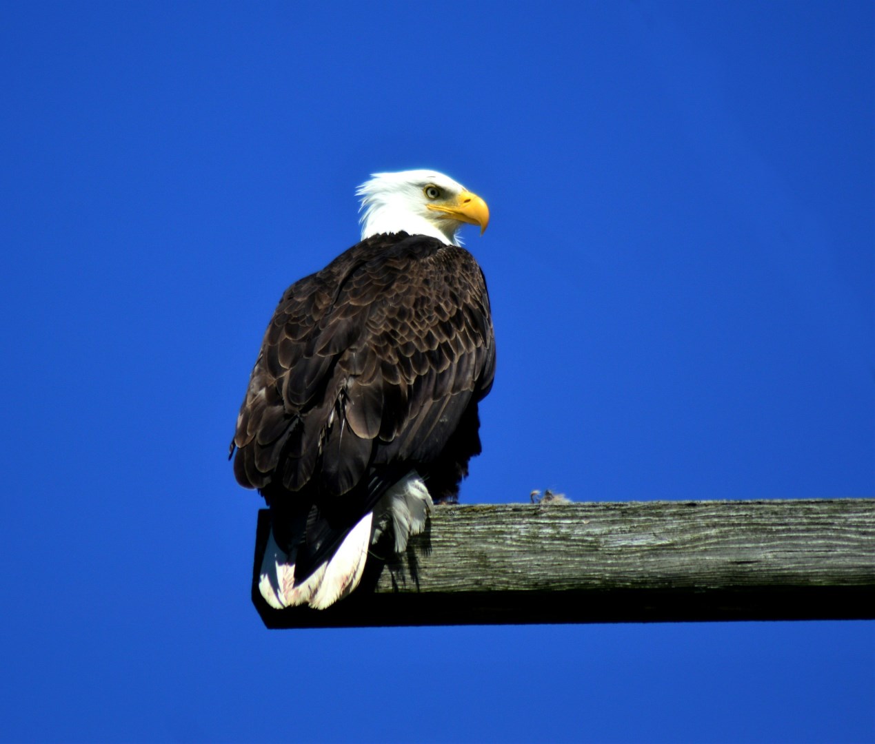  Photo Credit: Photo by Bryan Hanson on Unsplash