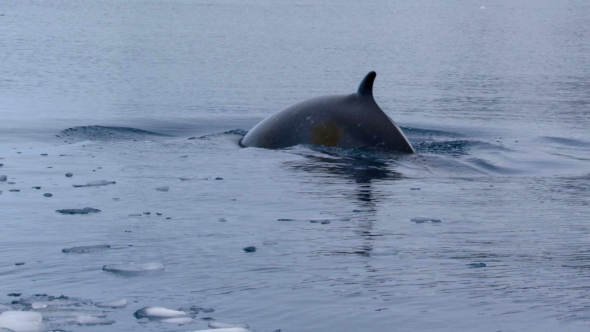 Minke Whale - Photo Credit: Photo by Rowan Simpson on Unsplash