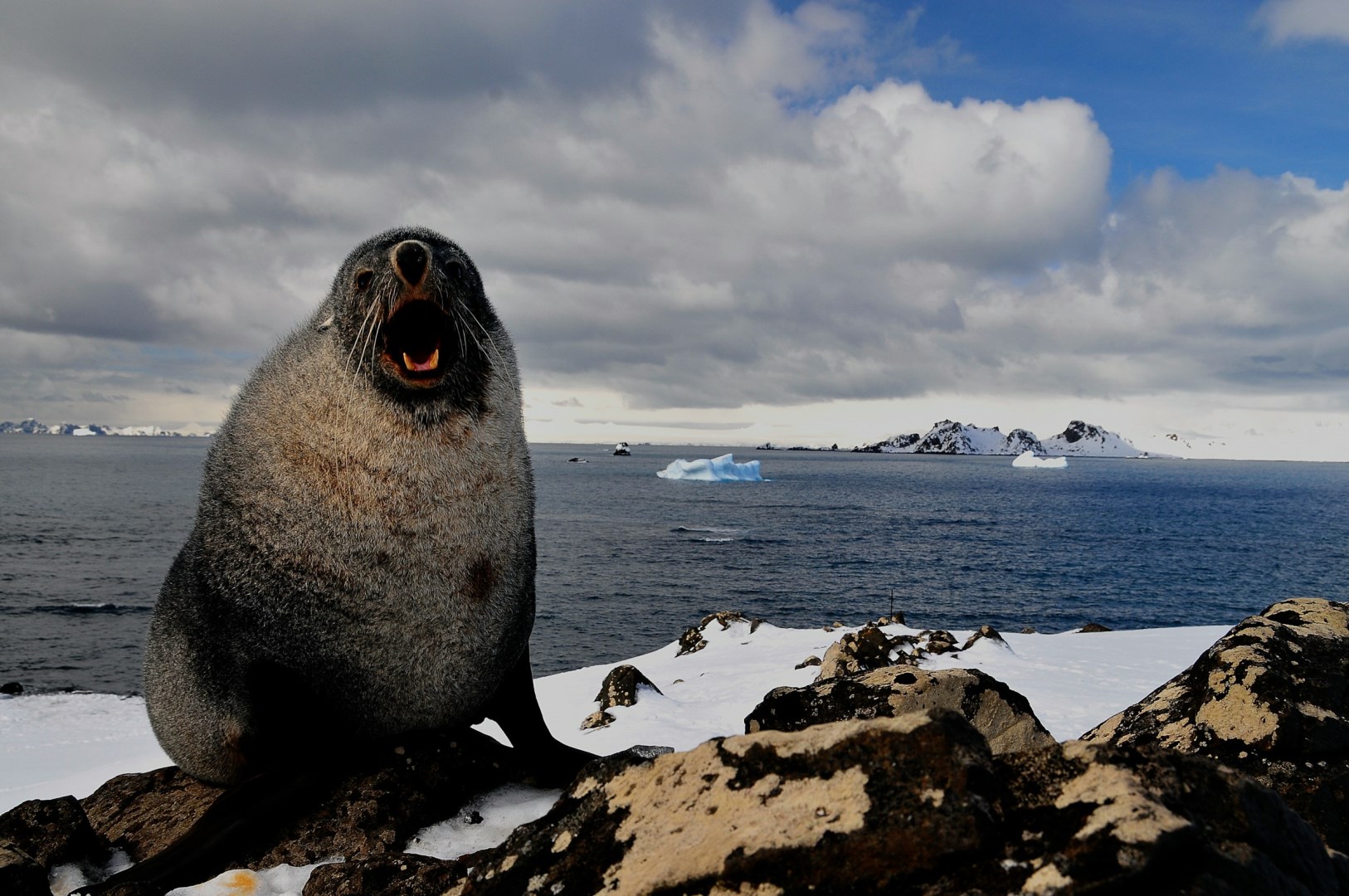 Cape Shirreff, Livingston Island - Photo Credit: Photo by NOAA on Unsplash