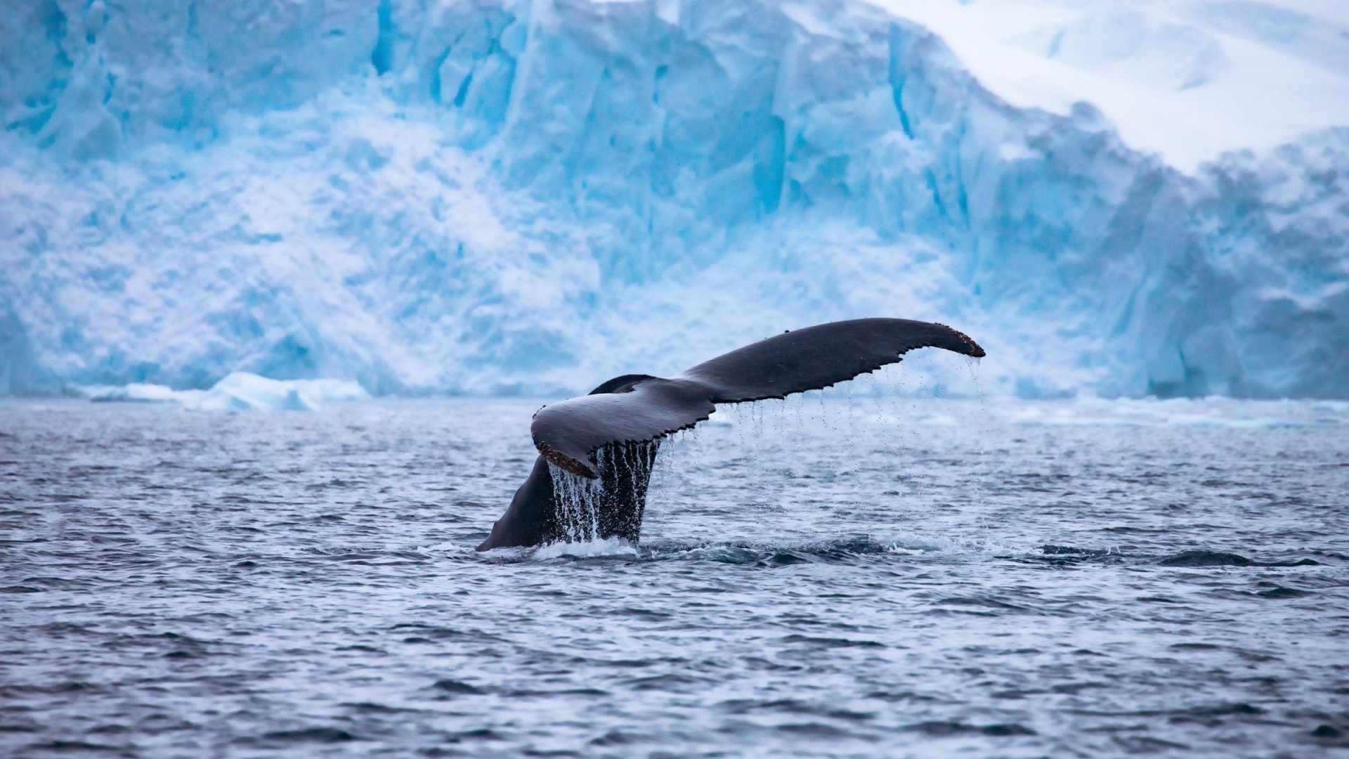 Whale - Photo Credit: Photo by Lee Kelai on Unsplash