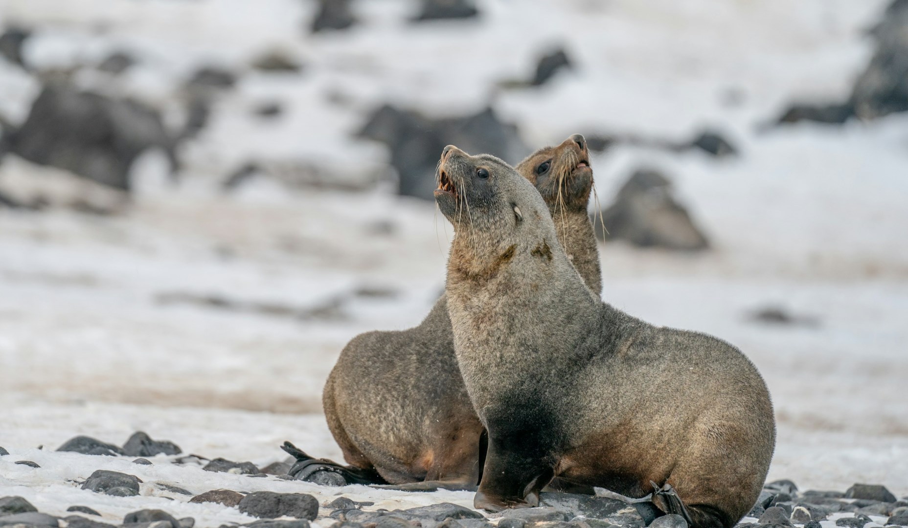 Fur Seals - Photo Credit: Photo by Bob Brewer on Unsplash