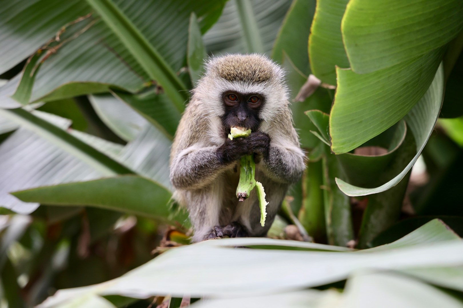  Photo Credit: Photo by Uzuri Safaris Tanzania on Unsplash