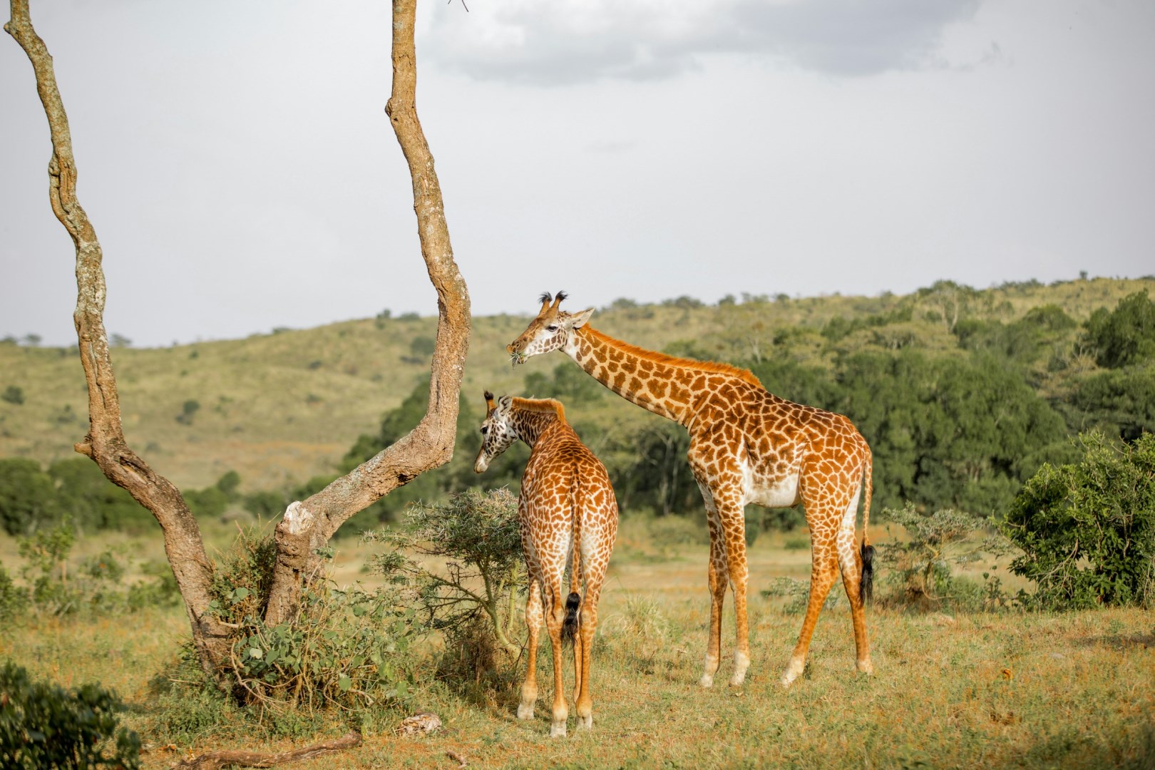  Photo Credit: Photo by Moses Londo on Unsplash