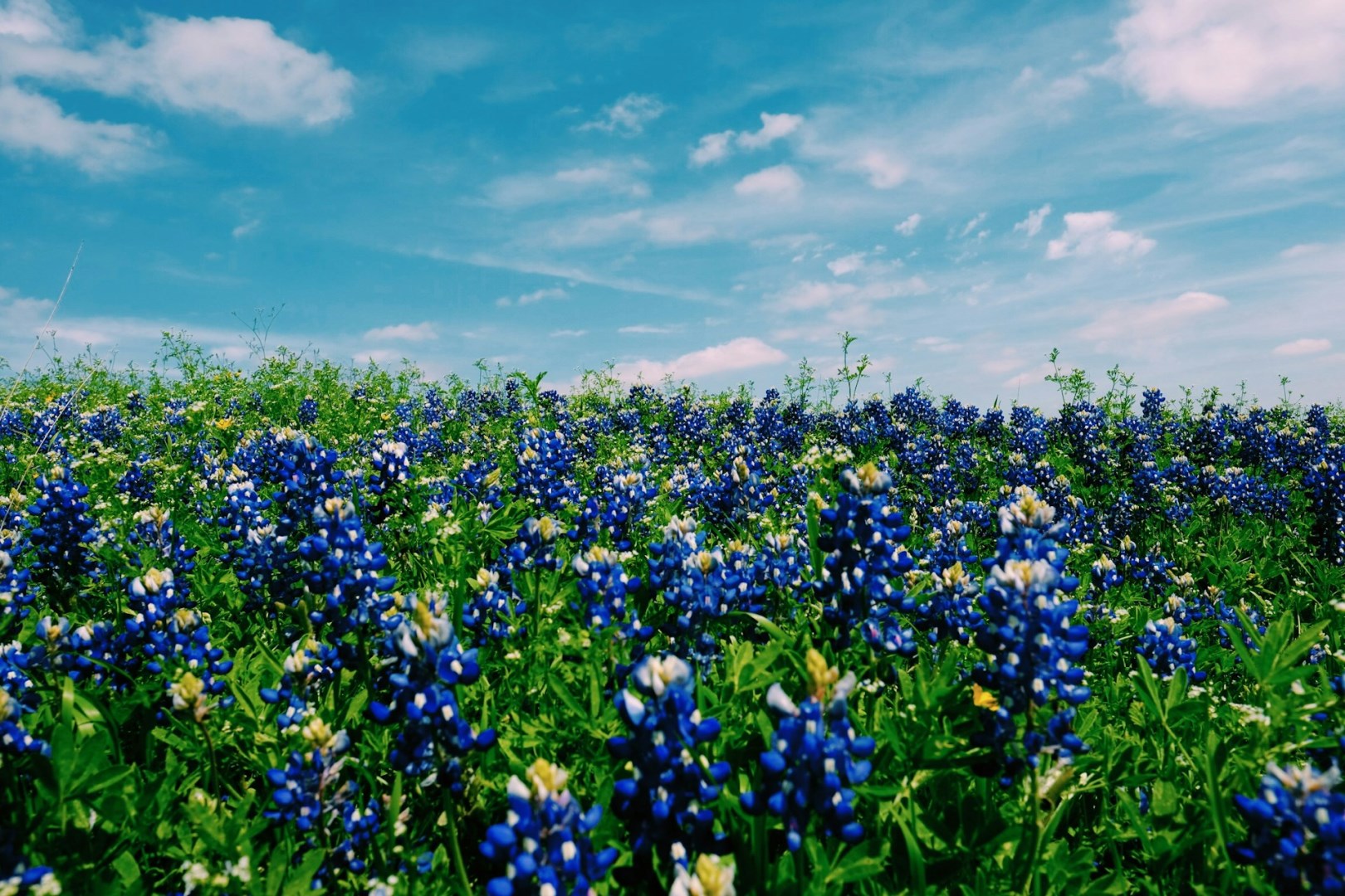  Photo Credit: Photo by Roberta Guillen on Unsplash