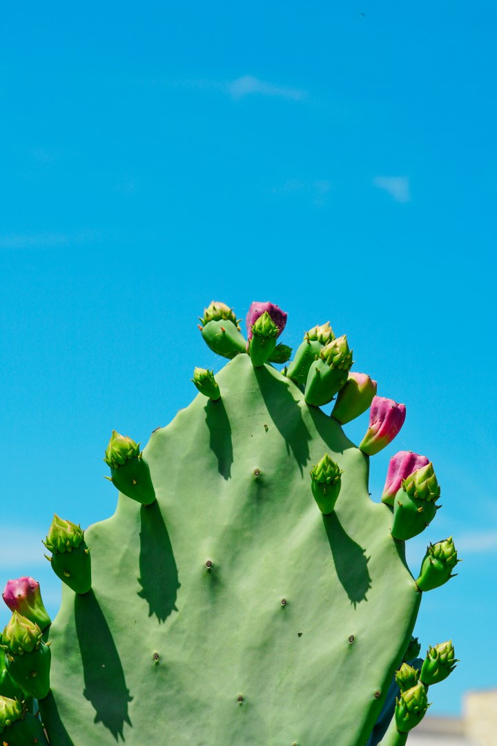 Prickly Pear Cactus - Photo Credit: Photo by Lisa Muñoz-Johnston on Unsplash