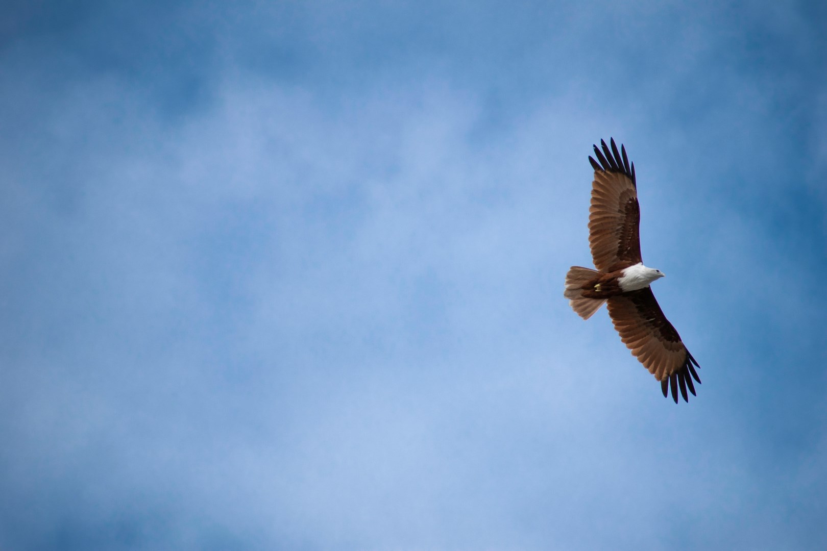 Brahminy Kite Eagle - Photo Credit: Photo by Nidheesh Kavalan on Unsplash