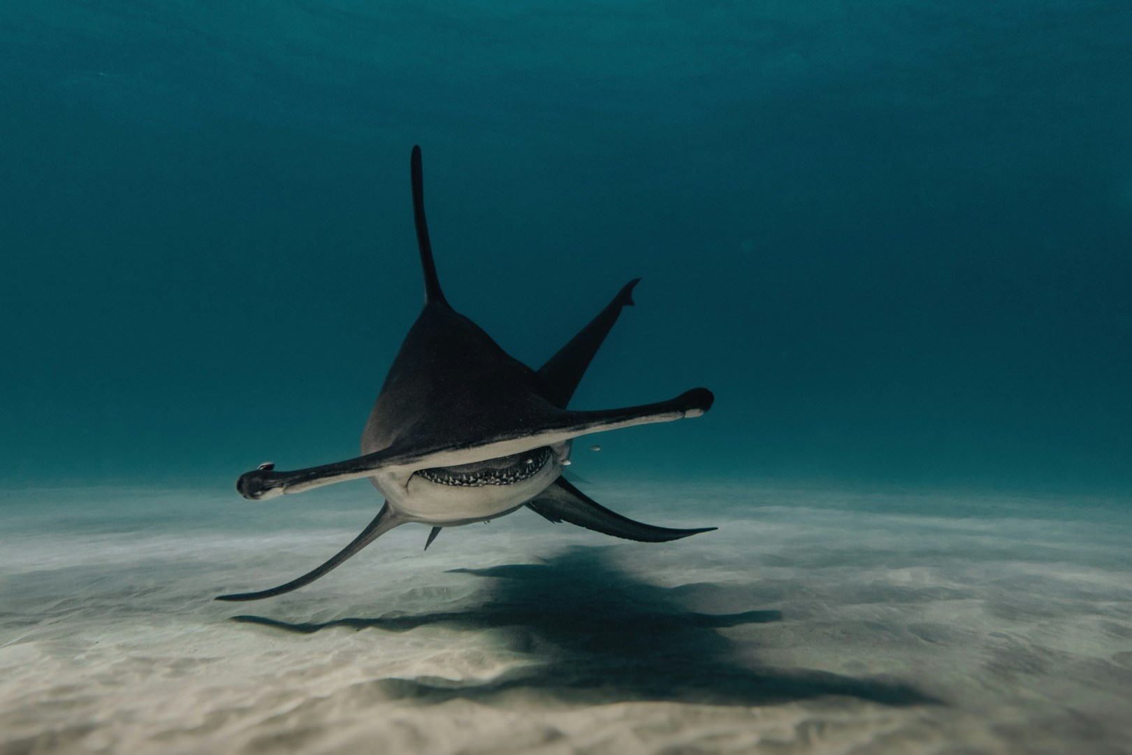 Great Hammerhead Shark - Photo Credit: Photo by Gerald Schömbs on Unsplash